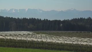Link to Video | agriculture, spring, fruit picking, plantation, Landwirtschaft, Selmnau, Lake Constance, Southern Germany, flower, Wasserburg am Bodensee, fruit tree, Bavaria