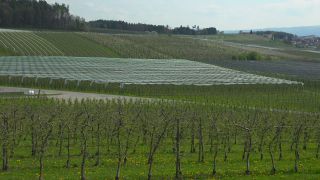 Link to Video | agriculture, spring, fruit picking, plantation, Landwirtschaft, Selmnau, Lake Constance, Southern Germany, flower, Wasserburg am Bodensee, fruit tree, Bavaria