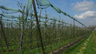 Link to Video | agriculture, spring, fruit picking, plantation, Landwirtschaft, Selmnau, Lake Constance, Southern Germany, flower, Wasserburg am Bodensee, fruit tree, Bavaria