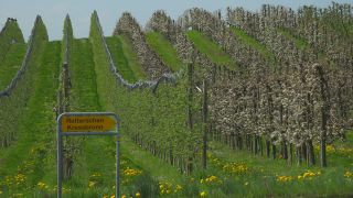 Link to Video | agriculture, spring, fruit picking, plantation, Landwirtschaft, Selmnau, Lake Constance, Southern Germany, flower, Wasserburg am Bodensee, fruit tree, Bavaria