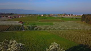 Link to Video | landscape, tree, agriculture, spring, fruit picking, plantation, Selmnau, Lake Constance, Southern Germany, Wasserburg am Bodensee, nature, fruit tree, Bavaria