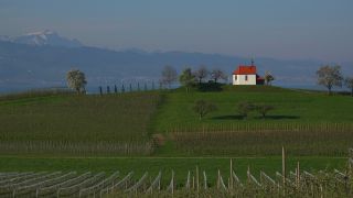 Link to Video | landscape, tree, agriculture, spring, fruit picking, plantation, Selmnau, Lake Constance, Southern Germany, Wasserburg am Bodensee, nature, fruit tree, Bavaria