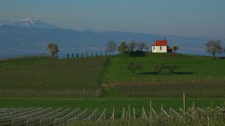 Link zum Video | Landschaft, Baum, Landwirtschaft, Frühling, Obstbau, Plantage, Selmnau, Bodensee, Süddeutschland, Wasserburg, Natur, Obstbaum, Bayern