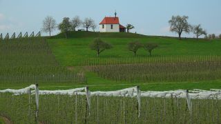 Link to Video | landscape, tree, agriculture, spring, fruit picking, plantation, Selmnau, Lake Constance, Southern Germany, Wasserburg am Bodensee, nature, fruit tree, Bavaria
