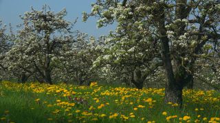 Link to Video | landscape, tree, agriculture, spring, fruit picking, plantation, Selmnau, Lake Constance, Southern Germany, Wasserburg am Bodensee, nature, fruit tree, Bavaria