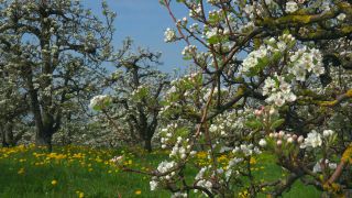 Link to Video | landscape, tree, agriculture, spring, fruit picking, plantation, Selmnau, Lake Constance, Southern Germany, Wasserburg am Bodensee, nature, fruit tree, Bavaria
