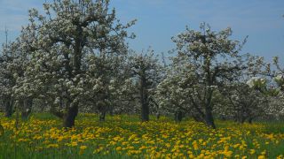 Link to Video | landscape, tree, agriculture, spring, fruit picking, plantation, Selmnau, Lake Constance, Southern Germany, Wasserburg am Bodensee, nature, fruit tree, Bavaria