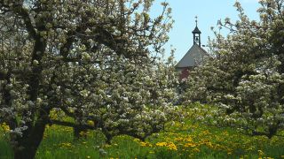 Link to Video | landscape, tree, agriculture, spring, fruit picking, plantation, Selmnau, Lake Constance, Southern Germany, Wasserburg am Bodensee, nature, fruit tree, Bavaria