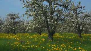 Link to Video | landscape, tree, agriculture, spring, fruit picking, plantation, Selmnau, Lake Constance, Southern Germany, Wasserburg am Bodensee, nature, fruit tree, Bavaria