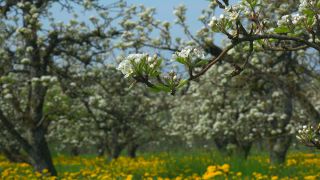 Link to Video | landscape, tree, agriculture, spring, fruit picking, plantation, Selmnau, Lake Constance, Southern Germany, Wasserburg am Bodensee, nature, fruit tree, Bavaria