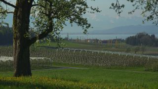 Link to Video | landscape, tree, agriculture, spring, fruit picking, plantation, Selmnau, Lake Constance, Southern Germany, Wasserburg am Bodensee, nature, fruit tree, Bavaria