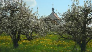 Link to Video | landscape, tree, agriculture, spring, fruit picking, plantation, Selmnau, Lake Constance, Southern Germany, Wasserburg am Bodensee, nature, fruit tree, Bavaria
