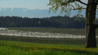 Link to Video | landscape, tree, agriculture, spring, fruit picking, plantation, Selmnau, Lake Constance, Southern Germany, Wasserburg am Bodensee, nature, fruit tree, Bavaria