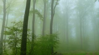 Link zum Video | Landschaft, Baum, Rheinland-Pfalz, Frühling, Deutschland, Vegetation, Wald, Fisch, Natur, Saargau