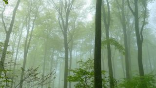 Link to Video | landscape, tree, Rhineland-Palatinate, spring, Germany, vegetation, forest, Fisch, nature, Saargau