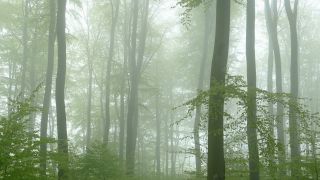 Link zum Video | Landschaft, Baum, Rheinland-Pfalz, Frühling, Deutschland, Vegetation, Wald, Fisch, Natur, Saargau