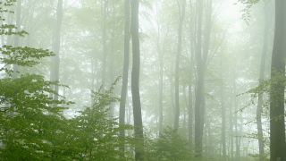 Link to Video | landscape, tree, Rhineland-Palatinate, spring, Germany, vegetation, forest, Fisch, nature, Saargau