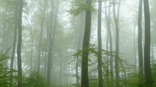 Link zum Video | Landschaft, Baum, Rheinland-Pfalz, Frühling, Deutschland, Vegetation, Wald, Fisch, Natur, Saargau