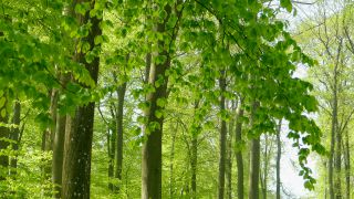 Link to Video | landscape, tree, Rhineland-Palatinate, spring, Germany, vegetation, forest, Fisch, nature, Saargau