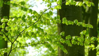 Link to Video | landscape, tree, Rhineland-Palatinate, spring, Germany, vegetation, forest, Fisch, nature, Saargau