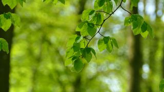Link to Video | landscape, tree, Rhineland-Palatinate, spring, Germany, vegetation, forest, Fisch, nature, Saargau