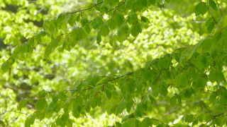 Link to Video | landscape, tree, Rhineland-Palatinate, spring, Germany, vegetation, forest, Fisch, nature, Saargau