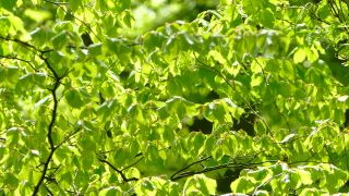 Link to Video | landscape, tree, Rhineland-Palatinate, spring, Germany, vegetation, forest, Fisch, nature, Saargau