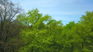 Link to Video | landscape, tree, Rhineland-Palatinate, spring, Germany, vegetation, forest, Fisch, nature, Saargau