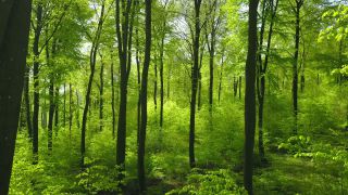 Link zum Video | Landschaft, Baum, Rheinland-Pfalz, Frühling, Deutschland, Vegetation, Wald, Fisch, Natur, Saargau