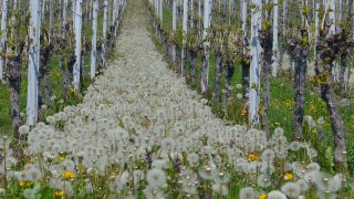 Link to Video | Rhineland-Palatinate, flora, Moselle, Germany, vegetation, wine-producing region, vineyard, viticulture, Taraxacum, Piesport, Mosel-Saar-Ruwer