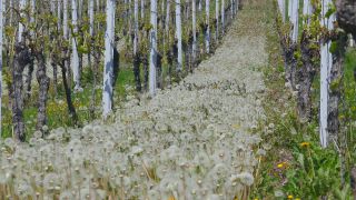 Link to Video | Rhineland-Palatinate, flora, Moselle, Germany, vegetation, wine-producing region, vineyard, viticulture, Taraxacum, Piesport, Mosel-Saar-Ruwer