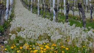 Link to Video | Rhineland-Palatinate, flora, Moselle, Germany, vegetation, wine-producing region, vineyard, viticulture, Taraxacum, Piesport, Mosel-Saar-Ruwer