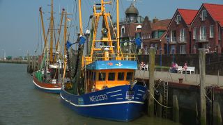 Link zum Video | Niedersachsen, Ostfriesland, Deutschland, Hafen, Kutter, Küste