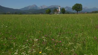 Link to Video | Ostallgäu, Swabia, landscape, tourist destination, Alps, Sankt Coloman in Schwangau, church building, Germany, Alpine foothills, religious building, Schwangau, tourism region, building, sacred architecture, tourist attraction, tourism destination, Allgäu Alps, Bavaria