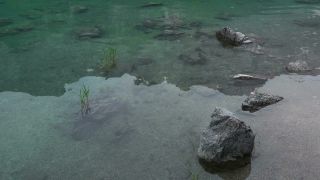 Link zum Video | Fauna, Oberbayern, Kaulquappe, Deutschland, See, Werdenfelser Land, Waldsee, Natur