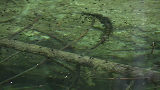 Link to Video | fauna, Upper Bavaria, tadpole, Germany, lake, Werdenfelser Land, Waldsee, nature