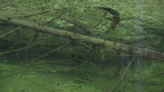 Link to Video | fauna, Upper Bavaria, tadpole, Germany, lake, Werdenfelser Land, Waldsee, nature