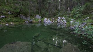 Link to Video | fauna, Upper Bavaria, tadpole, Germany, lake, Werdenfelser Land, Waldsee, nature