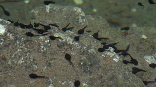 Link to Video | fauna, Upper Bavaria, tadpole, Germany, lake, Werdenfelser Land, Waldsee, nature