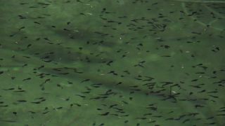 Link to Video | fauna, Upper Bavaria, tadpole, Germany, lake, Werdenfelser Land, Waldsee, nature