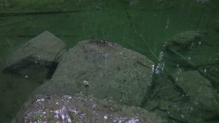 Link to Video | fauna, Upper Bavaria, tadpole, Germany, lake, Werdenfelser Land, Waldsee, nature