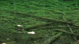 Link to Video | Upper Bavaria, landscape, Germany, vegetation, nature, Bavaria