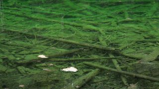 Link to Video | Upper Bavaria, landscape, Germany, vegetation, nature, Bavaria