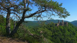 Link to Video | landscape, Rhineland-Palatinate, Sehenswürdigkeit, Germany, Pfalz, tourist attraction, Palatinate Forest, nature