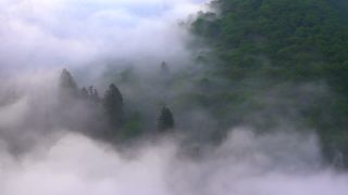 Link to Video | landscape, Saarland, Germany, vegetation, fog, forest, Saarschleife, nature