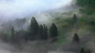 Link to Video | landscape, Saarland, Germany, vegetation, fog, forest, Saarschleife, nature