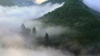 Link to Video | landscape, Saarland, Germany, vegetation, fog, forest, Saarschleife, nature