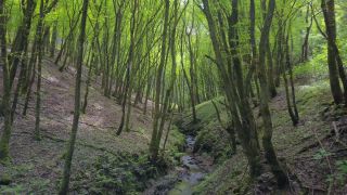 Link to Video | landscape, tree, vegetation, forest, stream, nature