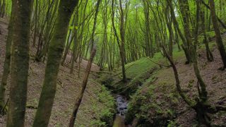 Link to Video | landscape, tree, vegetation, forest, stream, nature