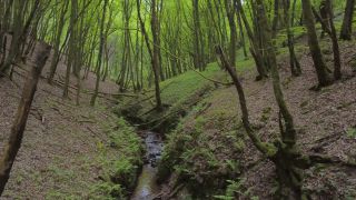 Link to Video | landscape, tree, vegetation, forest, stream, nature